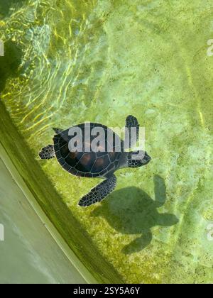 Adorabili tartarughe marine che nuotano in acque limpide e poco profonde, le loro conchiglie scure brillano alla luce del sole mentre esplorano il loro habitat acquatico Foto Stock