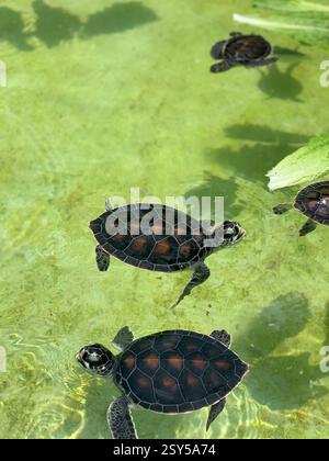 Adorabili tartarughe marine che nuotano in acque limpide e poco profonde, le loro conchiglie scure brillano alla luce del sole mentre esplorano il loro habitat acquatico Foto Stock