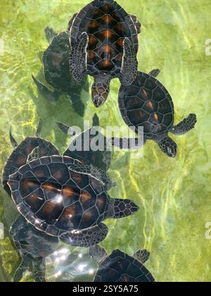 Adorabili tartarughe marine che nuotano in acque limpide e poco profonde, le loro conchiglie scure brillano alla luce del sole mentre esplorano il loro habitat acquatico Foto Stock