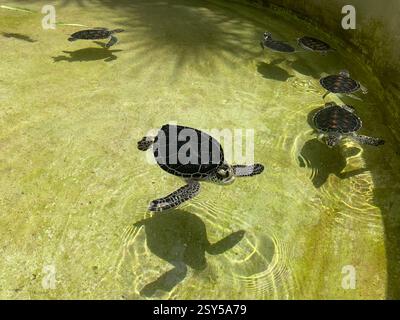 Adorabili tartarughe marine che nuotano in acque limpide e poco profonde, le loro conchiglie scure brillano alla luce del sole mentre esplorano il loro habitat acquatico Foto Stock