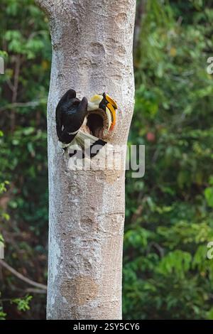 Ottimo carnacchino, grande carnacino indiano, carnacero Rhinoceros, carpino a caschi congrossi, ottimo carnacchino (Buceros bicornis), maschili appollaiati con cibo Foto Stock