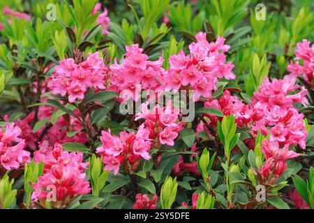 Rosa alpina con lievito ruggine, rosa delle nevi, alpenrose con lievito ruggine, alprosa con lievito ruggine (Rhododendron ferrugineum), fioritura, Svizzera Foto Stock
