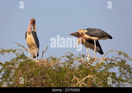 La cicogna di Marabou, Marabou (Leptoptilos crumeniferus), tre cicogne di marabou al nido in cima ad un albero, Uganda, Lago Alberto Foto Stock