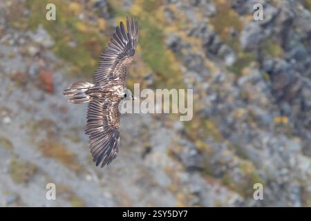 Lammergeier, Avvoltoio barbuto (Gypaetus barbatus), giovane in volo visto dall'alto, Italia, Trentino-alto Adige Foto Stock