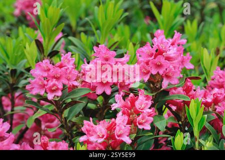 Rosa alpina con lievito ruggine, rosa delle nevi, alpenrose con lievito ruggine, alprosa con lievito ruggine (Rhododendron ferrugineum), fioritura, Svizzera Foto Stock