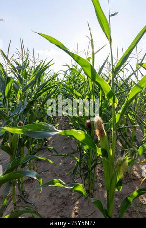 un campo di granturco dolce durante il primo piano di fioritura bellissimi fiori di mais durante il primo piano estivo Foto Stock