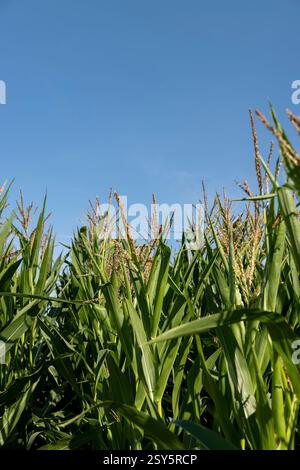 mais nel campo durante la fioritura e il primo piano dell'impollinazione, splendidi germogli con fiori di mais durante il processo di impollinazione per produrre cibo Foto Stock