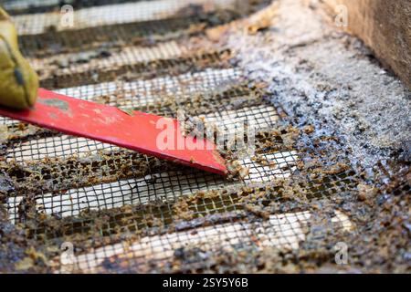 Primo piano sull'estrazione della colla di propoli dalle strutture in legno a nido d'ape dall'alveare. Raccolta di colla di api prodotta dall'ape naturale dagli alveari Foto Stock
