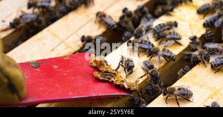 Primo piano sull'estrazione della colla di propoli dalle strutture in legno a nido d'ape dall'alveare. Raccolta di colla di api prodotta dall'ape naturale dagli alveari Foto Stock