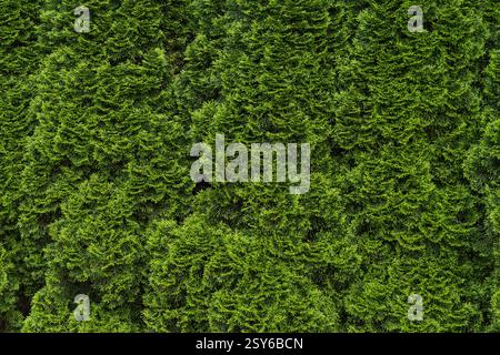 Sfondo naturale della siepe verde di Thuja. Il tuja verde della siepe (cipresso, ginepro) lascia consistenza. Foto di alta qualità Foto Stock