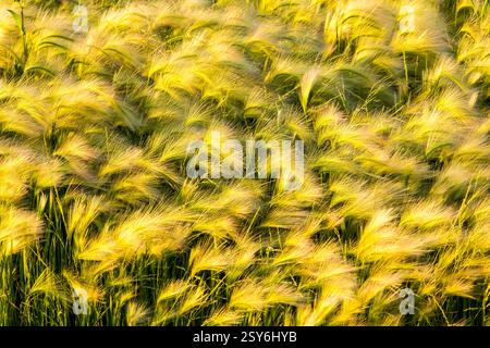 Campo di erba alta e dorata con molti fiori gialli sparsi ovunque. L'erba è così alta che quasi raggiunge il terreno, e i fiori lo sono Foto Stock