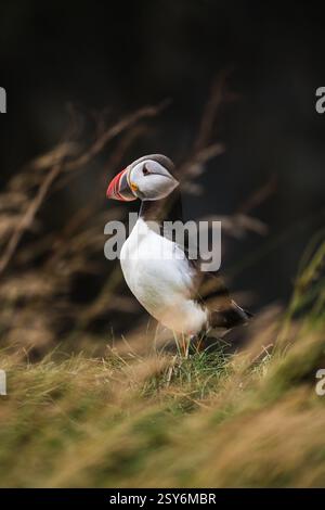 Maestosa puffin atlantica in piedi su scogliere erbose a Dyrhólaey, Islanda meridionale Foto Stock