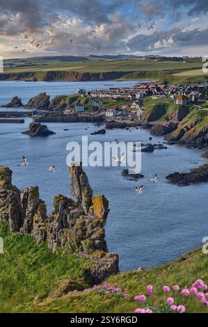Foto di St Abbs Village & Harbour, St Abbs Head, Berekshire Scotland, Regno Unito. St Abbs era originariamente chiamata Coldingham Shore. Prima di qualsiasi edificio il Foto Stock