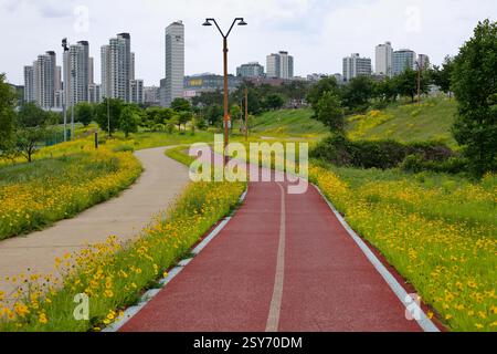 Sejong City, Corea del Sud - 27 maggio 2021: Una pista ciclabile rossa e una passerella pedonale si snodano attraverso campi di fiori selvatici gialli lungo il fiume Geum, con l'ingegno Foto Stock