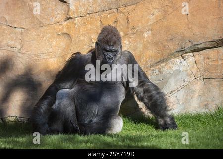 Maschio di gorilla nel bioparc di Valencia, Spagna Foto Stock