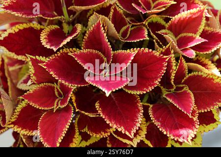 Coleus ornamentale rosso e giallo, Coleus scutellarioides, Lamiaceae. Coltivatore da giardino. Originario del sud-est asiatico e della Malesia. Foto Stock