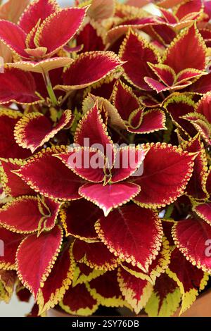 Coleus ornamentale rosso e giallo, Coleus scutellarioides, Lamiaceae. Coltivatore da giardino. Originario del sud-est asiatico e della Malesia. Foto Stock