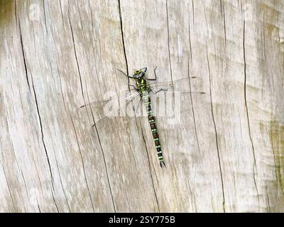 Southern Hawker Dragonfly (Aeshna cyanea) femmina che riposa sul tronco dell'albero, Herefordshire, Inghilterra, agosto Foto Stock