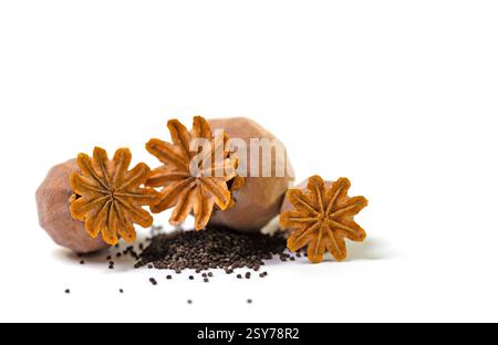 Capsule di papavero essiccate con semi su sfondo bianco Foto Stock