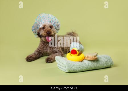 Cane carino con cuffia da doccia e altri accessori da bagno su sfondo color oliva chiaro Foto Stock