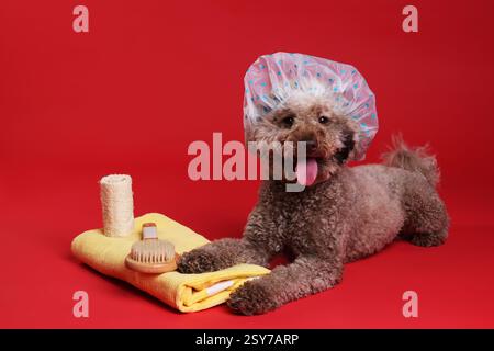 Cane carino con cuffia da doccia e altri accessori da bagno su sfondo rosso Foto Stock