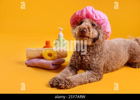 Cane carino con cuffia da doccia e altri accessori da bagno su sfondo arancione Foto Stock