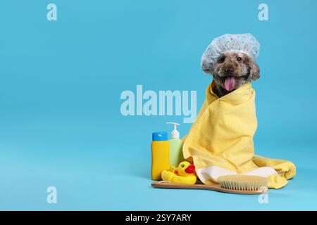 Simpatico cane con cuffia da doccia e altri accessori da bagno su sfondo azzurro, spazio per testo Foto Stock