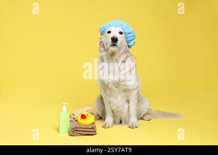 Cane carino con cuffia da doccia e altri accessori da bagno su sfondo giallo Foto Stock