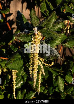I lunghi gattini maschi cadenti dell'arbusto sempreverde Garrya elliptica "James Roof" Foto Stock