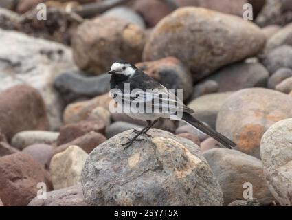 Un primo piano di un piccolo spassoso Pied Wagtail ( Motacilla alba ) in piedi su rocce e ciottoli in cerca di cibo sulla costa . Suffolk, Regno Unito. Foto Stock