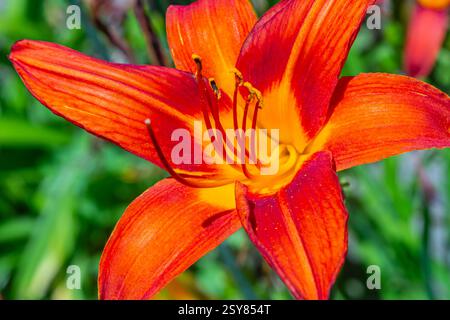 L'Hemerocallis fulva giallo-marrone è una pianta perenne splendidamente fiorita al sole luminoso in un giorno d'estate. Foto Stock