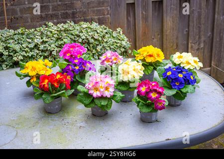 Diverse primrose in vaso dai colori vivaci (Primula) su un tavolo da giardino Foto Stock
