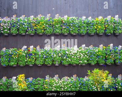 Molti fiori di pansia appesi in borse in un centro giardino, pronti per la vendita Foto Stock