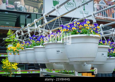 Cesti appesi con fiori di pansia in un giardino, pronti per la vendita Foto Stock