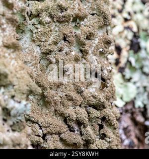 Foto macro di licheni crostacei che formano uno schema grezzo e granulare sulla corteccia degli alberi in un habitat forestale. Foto Stock