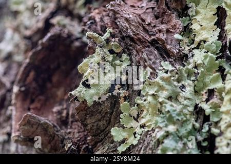 Immagine macro ad alta risoluzione di licheni verdi che crescono sulla corteccia degli alberi. Ideale per la ricerca scientifica, gli studi sulla biodiversità e la conservazione della natura. Foto Stock