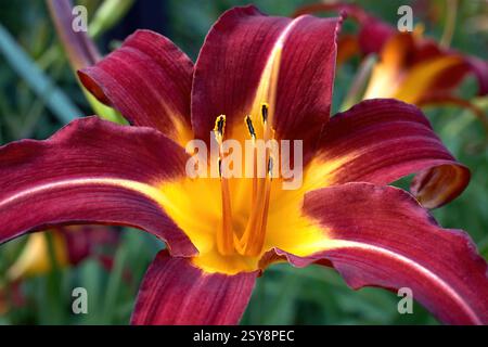 Giallo nano diurno Foto Stock