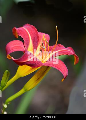 Giallo nano diurno Foto Stock