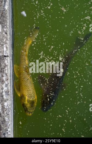 Un pesce dorato e scuro scivola attraverso le acque verdi dello stagno del Palazzo Fronteira, incorniciato da detriti galleggianti Foto Stock