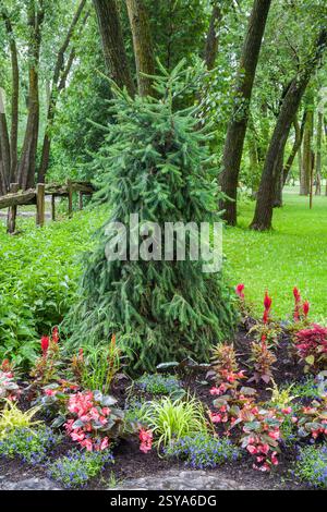 Bordo in pietra naturale con Picea abies 'Inversa' - Norvegia abete rosso, Begonia rosa, Phlox blu, Celosia rossa - fiori di Cockscomb, Colocasia - Taro PL Foto Stock