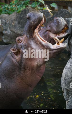 ippopotamo a bocca aperta che mostra il dominio nello zoo Foto Stock