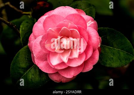Rosa Camellia Camellia Japonica Flowers Closeup Blooming Macro. Comune a Cina e Giappone Foto Stock