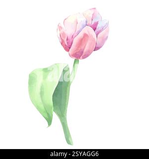 Tulipano rosa su uno stelo con una foglia. Acquerello Foto Stock
