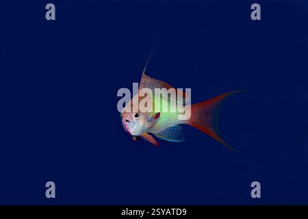 Una vibrante Goldie di Mare (Pseudanthias squamipinnis) mostra le sue sorprendenti sfumature di rosso e giallo su uno sfondo blu profondo dell'oceano, catturando un momento o Foto Stock