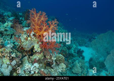 Uno splendido paesaggio sottomarino che mostra una vibrante barriera corallina piena di coralli, appassionati di mare e specie marine in un tranquillo ambiente blu dell'oceano Foto Stock