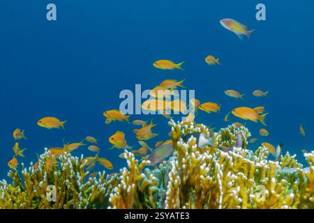 Una vibrante scena subacquea di Sea Goldie (Pseudanthias squamipinnis) che scolpisce i pesci vicino ai coralli nelle acque cristalline dell'oceano, mostrando un luminoso giallo co Foto Stock