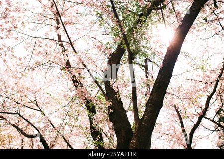 La luce del sole filtra tra tra i ciliegi in fiore, evidenziando i delicati petali rosa durante la stagione sakura in Giappone. Una scena mozzafiato di bea naturale Foto Stock