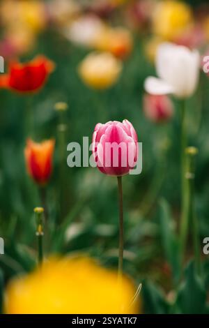 Un vivace tulipano rosa si erge in primo piano su uno sfondo diversificato di tulipani rossi, gialli e bianchi. Questa immagine è incredibilmente maiuscola Foto Stock