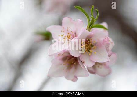 I delicati fiori di mandorla rosa catturati con una messa a fuoco morbida, evidenziano la sottile bellezza e i dettagli intricati delle prime fioriture primaverili. Foto Stock