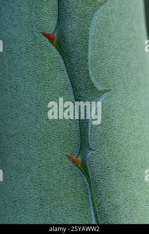 Foto macro di una pianta di agave che mostra la sua struttura e texture uniche, evidenziando i dettagli intricati delle foglie. Perfetto per la botanica e. Foto Stock